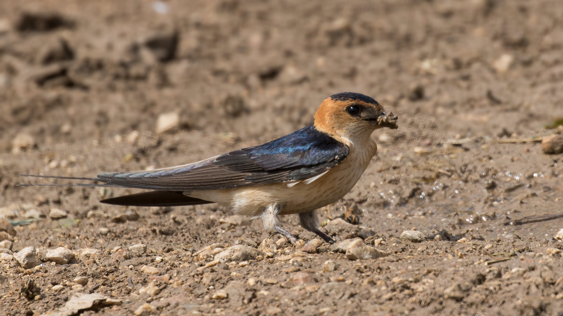 Red-rumped Swallow